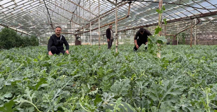 Kış Karpuzu Hasadı İçin Geri Sayım Başladı