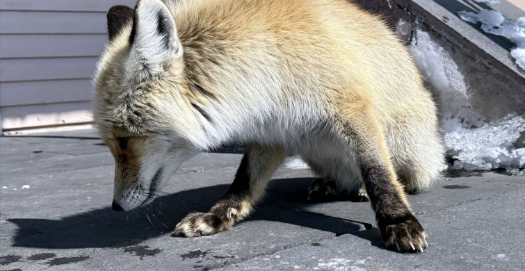 Kış Koşullarında Tilkilere Destek