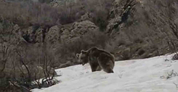 Kış Uykusundaki Ayı Alan Köyü'nde Görüntülendi