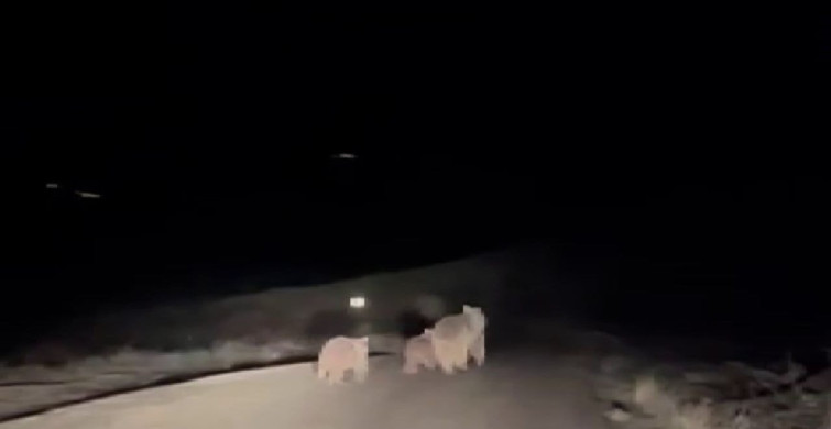 Kış Uykusundan Uyanan Ayı ve Yavruları Yiyecek Ararken Görüntülendi