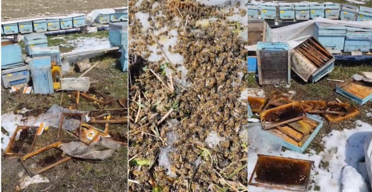 Kış Uykusundan Uyanan Ayılar Arılara Saldırdı