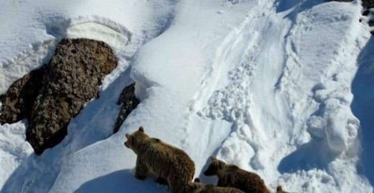 Kış Uykusundan Uyanan Ayılar Karla Buluştu