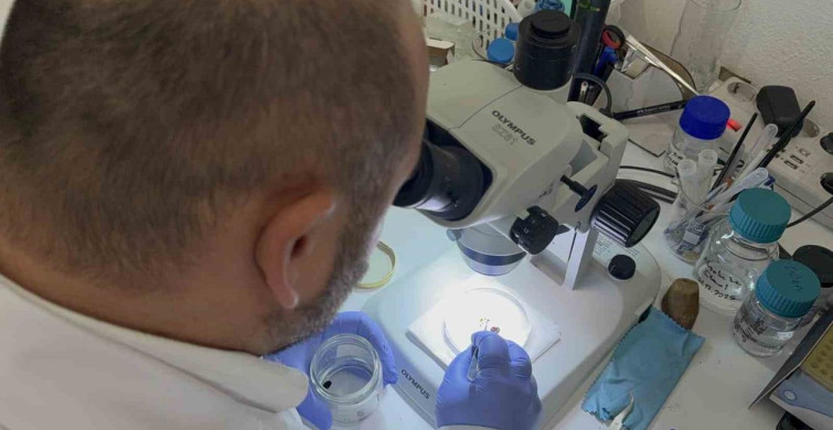 Kışın Uzunluğu Keneleri Yok Etmiyor