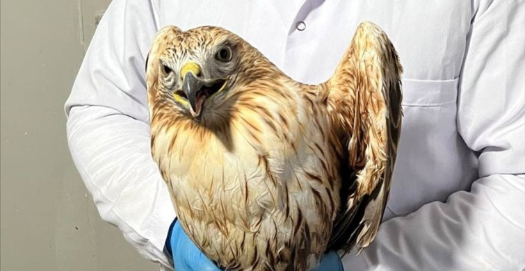 Kızıl Şahin Doğaya Döndü