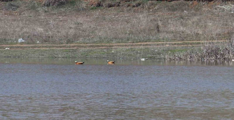 Kızılca Göleti Yeniden Hayat Buldu