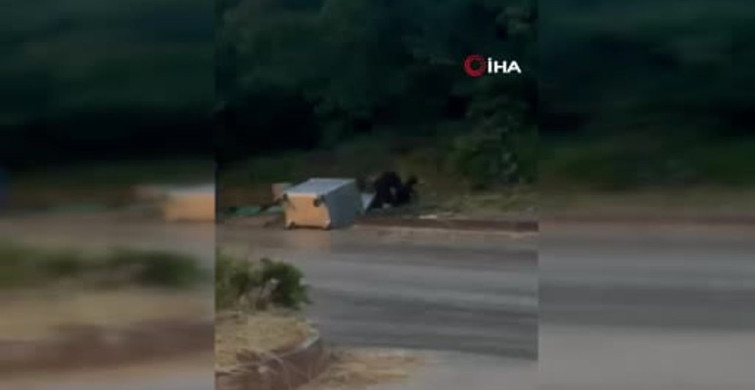 Kızılcahamam'da anne ayı ve üç yavrusu sokaklarda görüntülendi