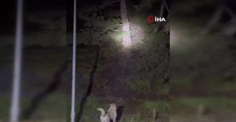 Kızılcahamam'da başıboş sokak köpekleri ile ayılar arasında gergin anlar