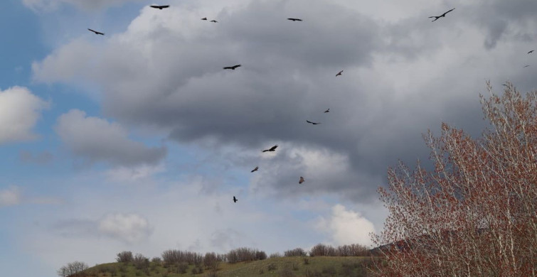 Kızılcahamam'da Kara Akbabaların Nadir Görüntülenmesi