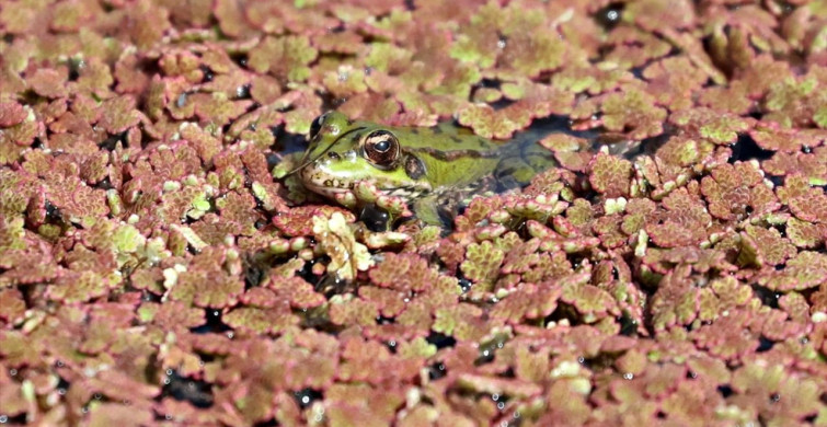 Kızılırmak Deltası Kuş Cenneti Baharın Renklerine Bürüyor