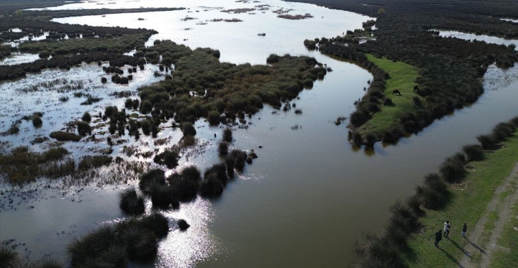 Kızılırmak Deltası Kuş Cenneti: Doğaseverlerin Gözdesi