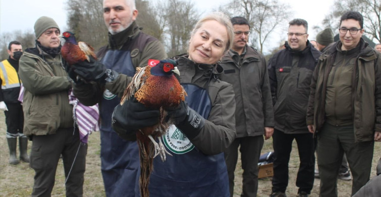 Kızılırmak Deltası'nda Yaban Hayvanları Doğaya Salındı