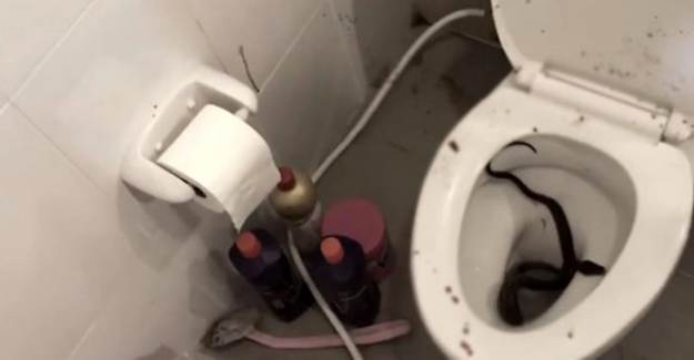 Klozetten Çıkan Yılan Gencin Cinsel Organını Isırdı
