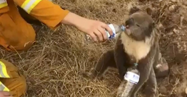 Koala Susuz Kaldı! Yardımına Bakın Kim Yetişti