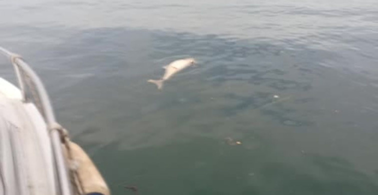 Kocaeli Karamürsel'de Ölü Yunus Tespit Edildi