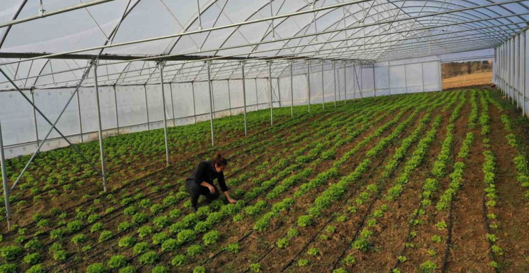 Kocaeli'de Çiftçilere Yüzde 50 Hibeli Modern Sera Desteği