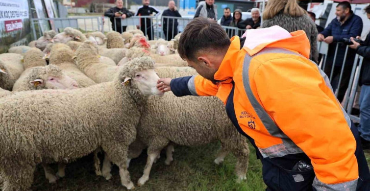 Kocaeli'de Hayvancılığa Destek: Damızlık Projesi Uygulamaya Alındı