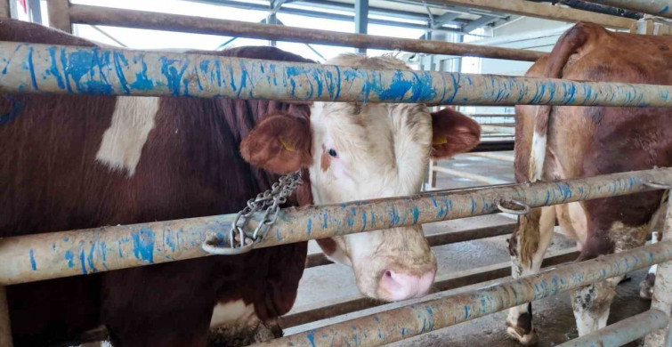 Kocaeli'de Kurban Kesim Başvuruları Başlıyor