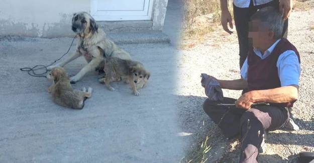 Kocaeli'de Yaşlı Adam Köpeğe Tecavüz Etti Sonra Serbest Bırakıldı