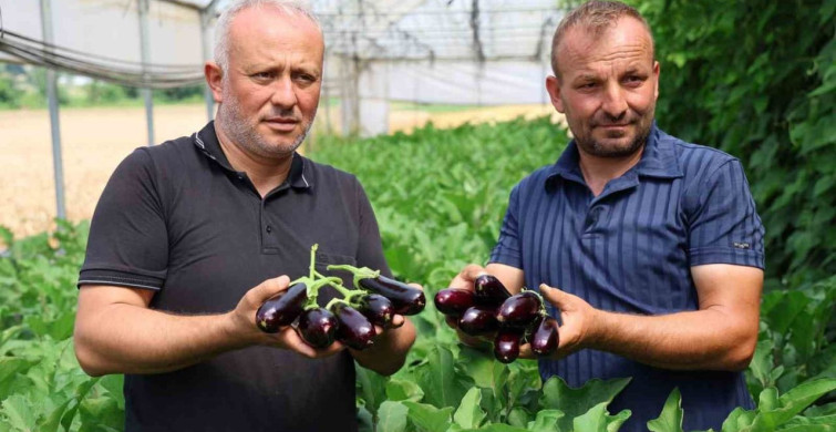 Kocaeli’de yüzde 50 hibe destekli modern seralarda ilk hasat başladı