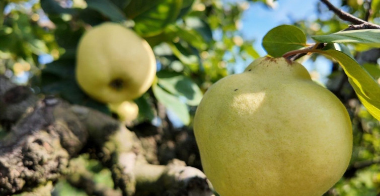 Kocaeli'nde Eşme Ayvası Hasadı Başladı