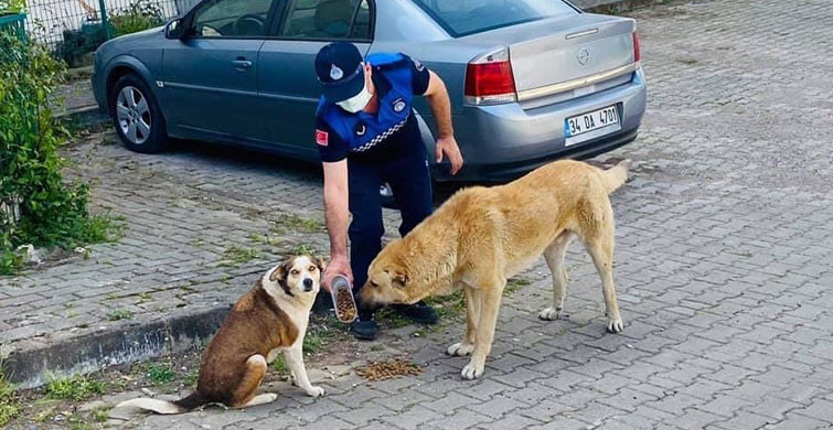 Kocaeli’nde Tam Kapanma Sürecinde Sokak Hayvanları Unutulmadı