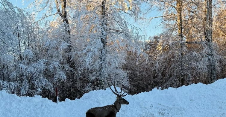 Kocaeli'nin Kuzuyayla'sında Kızıl Geyik Görüntülendi