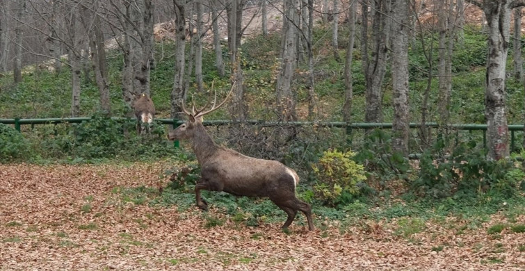 Kocaeli'nin Samanlı Dağları'nda Kızıl Geyik Yerleştirme Projesi İle Doğal Hayat Zenginleşiyor