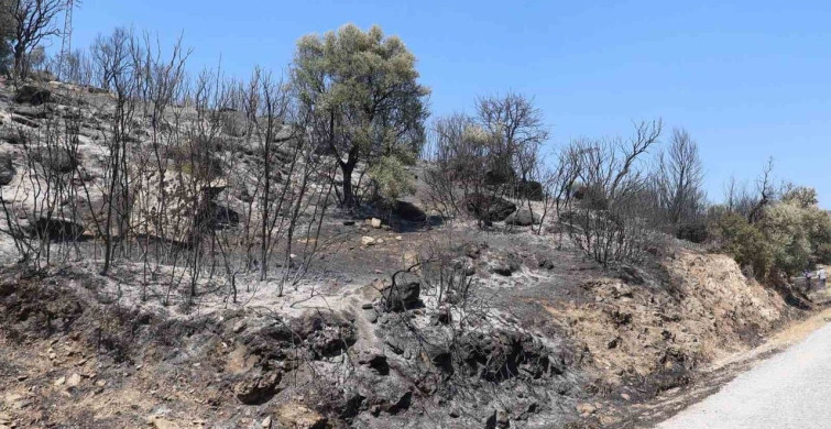 Koçarlı Belediye Başkanı Arıcı, yangın bölgesinde incelemelerde bulundu