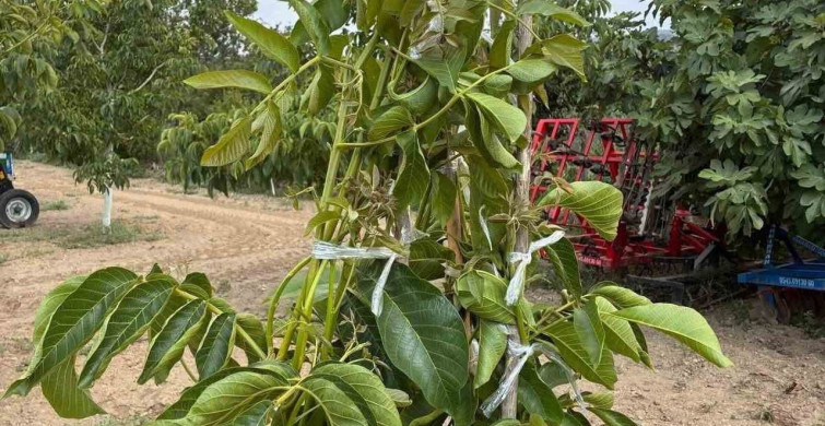 Koçarlı'da cevizde çeşit değiştirme aşısı çalışması başarılı oldu