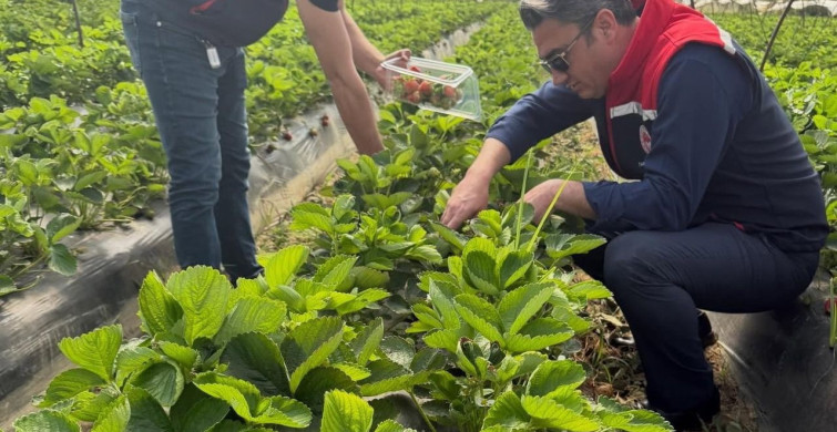 Koçarlı'da Çilek Bahçelerinde Pestisit Denetimi Yapıldı