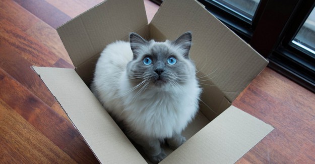 Koliye Saklanan Kedi Yanlışlıkla Postaya Verildi