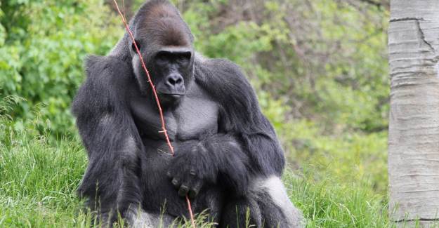 Kongo Demokratik Cumhuriyeti’nde Gorillere Coronavirüs Testi