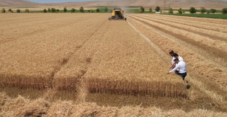 Konya Ovası'nda buğday hasadı başladı