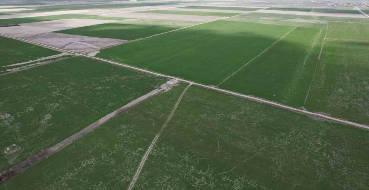 Konya Ovası'nda Rekolte Artışı Beklentisi