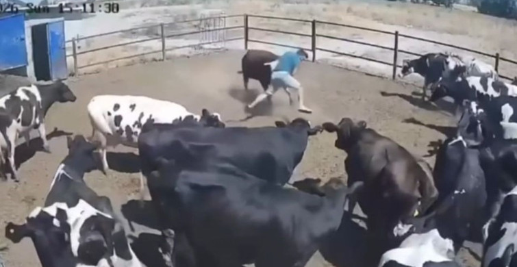 Konya'da boğanın saldırısına uğrayan besici büyük tehlike atlattı