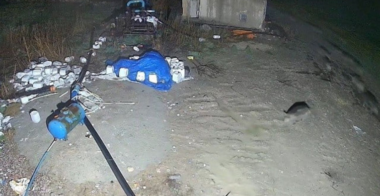 Konya'da Domuz Sürüsü Yerleşim Alanına İndi