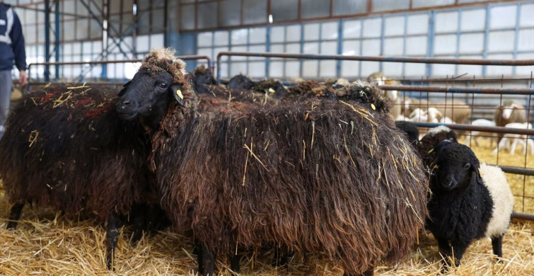 Konya'da Korunan Nesli Tükenme Tehlikesi Altındaki Güney Karaman Koyunları