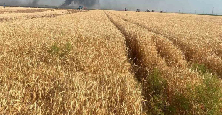 Konya'da tarla yangını: 500 dekar ekili alan zarar gördü
