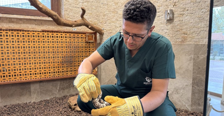 Konya'da Yavru Piton Koruma Altına Alındı