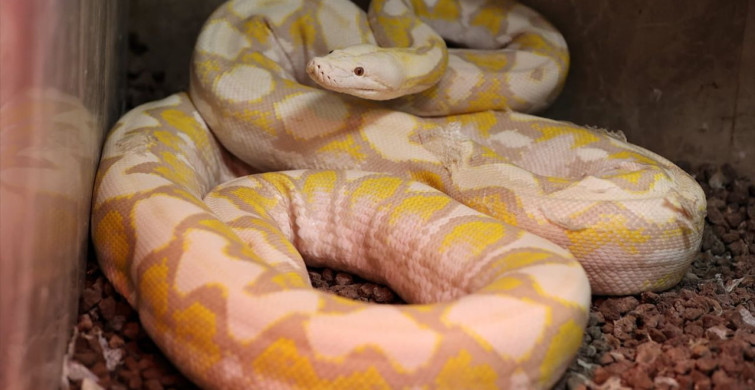 Konya'daki Albino Pitonlara Özel Bakım Uygulamaları
