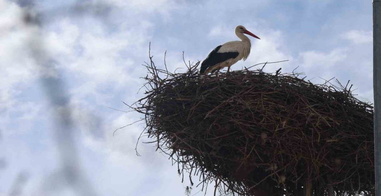 Konya’nın Leylekleri Baharın Müjdecisi Olarak Yuva Yapıyor