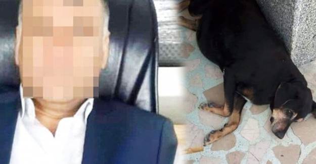 Köpeğe 1 Ay Tecavüz ve İşkence Eden Sapığa 600 Lira Ceza!!!