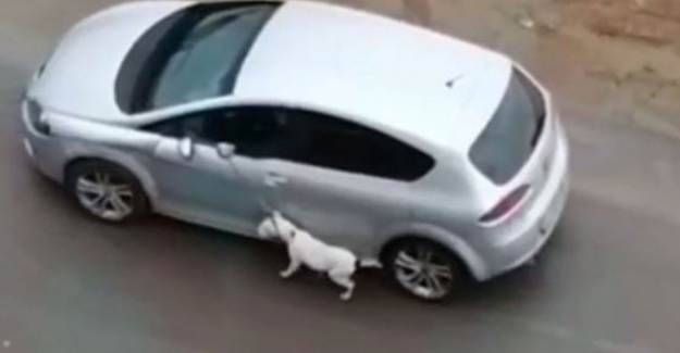 Köpeğe Eziyet Etmişti! Yakalandı