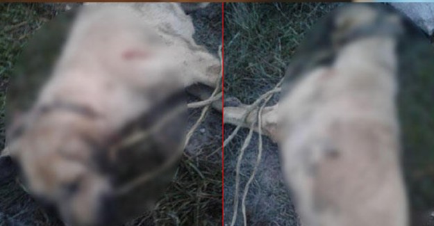Köpeğe İşkence Edip Öldürmüştü! 'Cezasız Kalmamalı'
