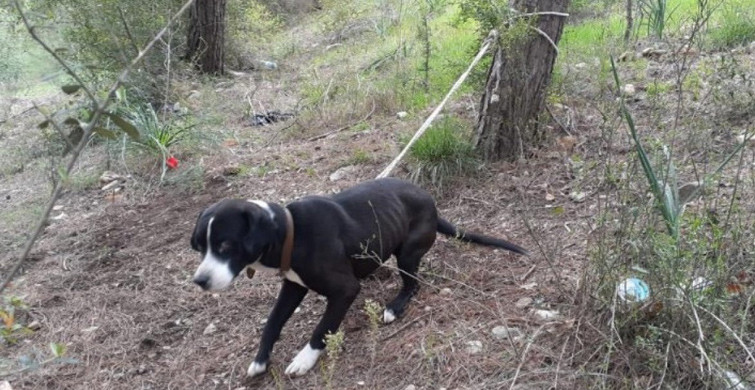 Köpeği Ağaca Bağlayıp Ölüme Terk Ettiler!