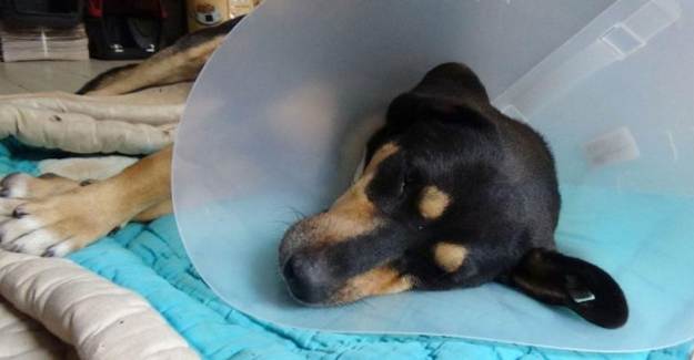 Köpeğin Vajinasından 12 Santimlik El Feneri Çıktı!