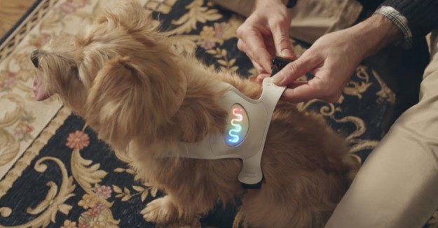 Köpeğinizin Ruh Halini Bu Cihaz İle Anlayabileceksiniz