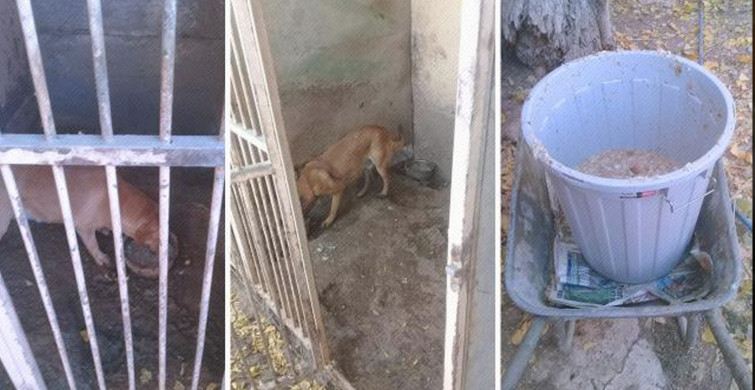 Köpek Eğitim Merkezinde Uygunsuz Koşullarda Köpek Besleyen Veteriner Hekime 34 Bin TL Ceza