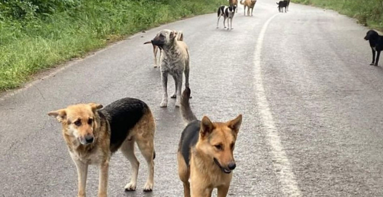 Köpek saldırıları durmuyor: İşe gitmek için evden çıkan sağlık çalışanı ölümle burun buruna geldi!