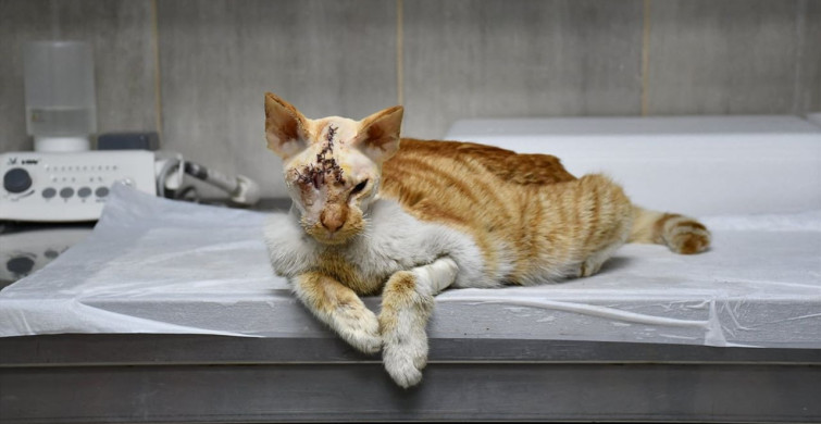 Köpek Saldırısına Uğrayan Kedi Ameliyatla Hayata Tutundu